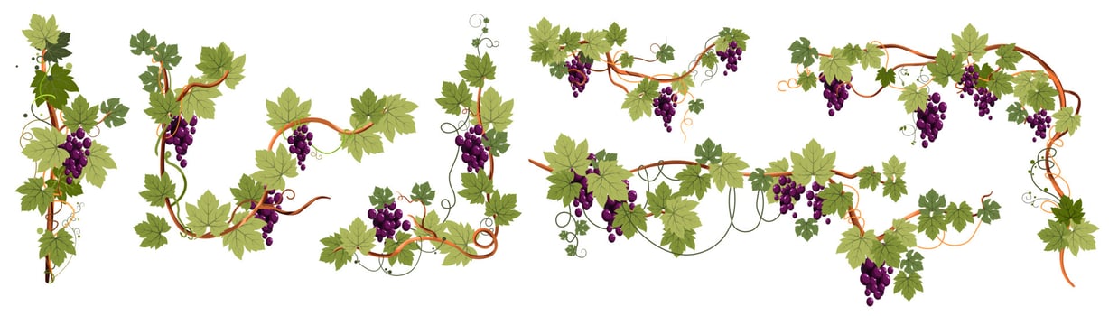 Ripe grapes branches and leaves with sweet berry vector