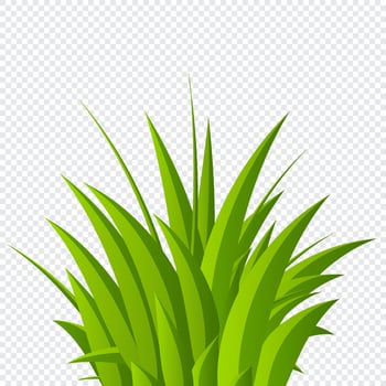 Green grass background. Fresh summer plants. Grass bushes. Hand drawn grass. Grass isolated. Eco symbol. Vector illustration