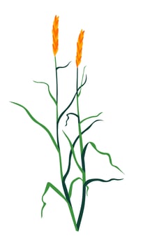 Grass wildflower plant with foliage and flora vector