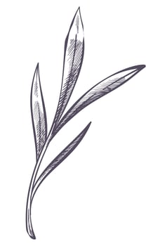 Lavender leaves, twig or branch monochrome sketch vector