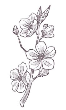 Sakura blooming, cherry blossom tree branch sketch vector