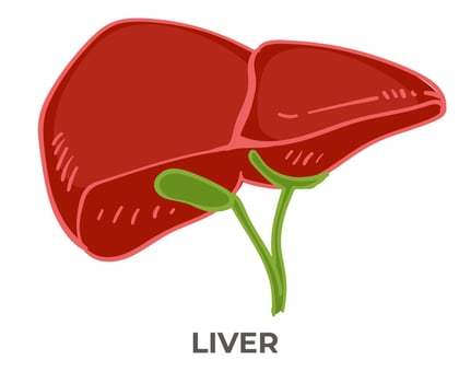 Liver organ of human body, detoxification health vector