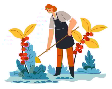 Woman weeding getting rid of grass on plantation vector