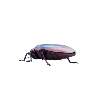 3d Agrilus isolated png