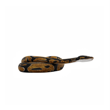 3d Burmese Python png