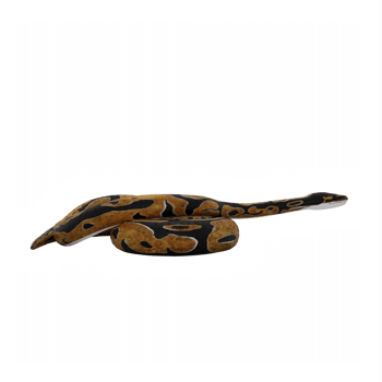 3d Burmese Python png