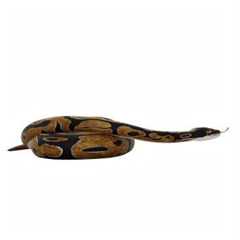 3d Burmese Python png