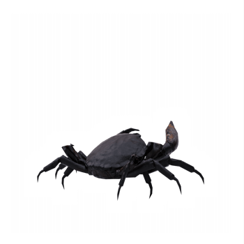 3d Crab isolated png