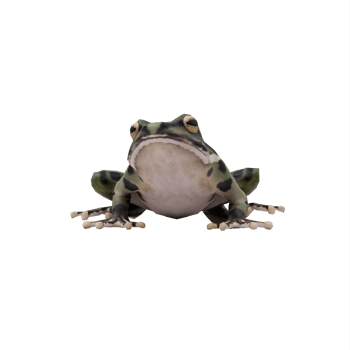 3d Frog isolated png