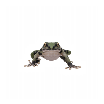 3d Frog isolated png