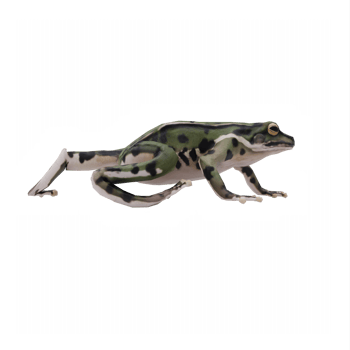 3d Frog isolated png