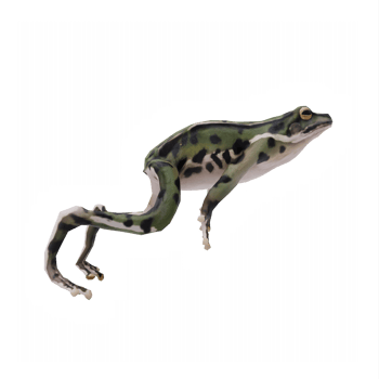 3d Frog isolated png