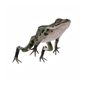 3d Frog isolated png