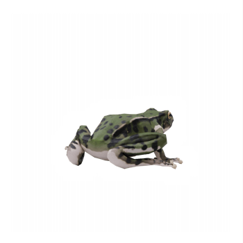 3d Frog isolated png