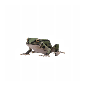 3d Frog isolated png