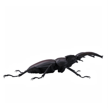 Miyama Stag Beetle png