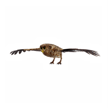 3d Owl isolated png