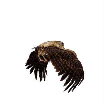 3d Owl isolated png