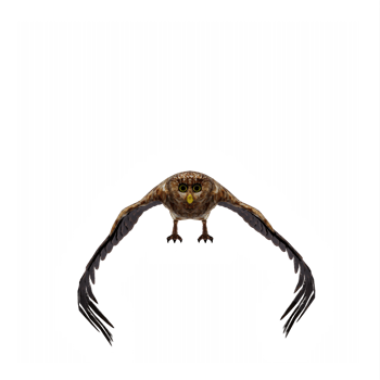3d Owl isolated png