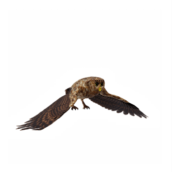3d Owl isolated png