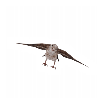 flying Sparrow isolated png
