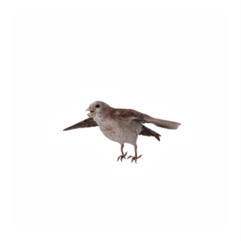 flying Sparrow isolated png