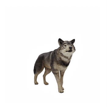 3d timber wolf isolated png