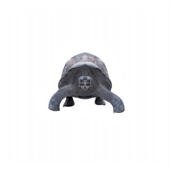 3d Tortoise land turtle png