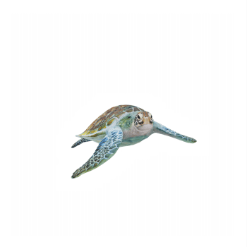 3d ocean turtle isolated png