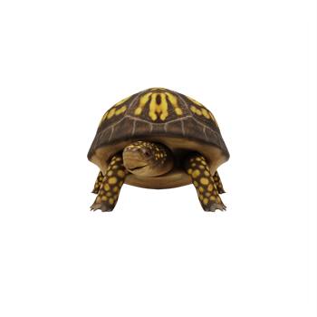 Box turtle isolated png