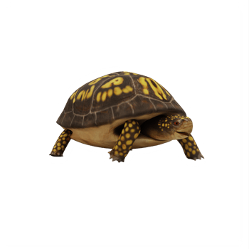 Box turtle isolated png