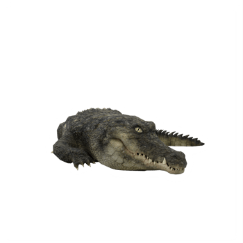 3d crocodile isolated png