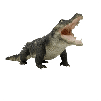 3d crocodile isolated png