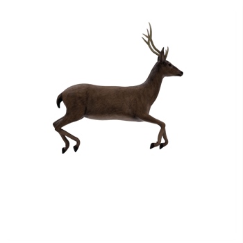 3d deer isolated png