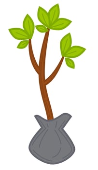 Seedling with foliage, growing tree spring plant vector