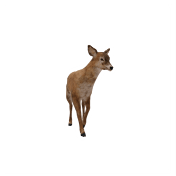 3d Doe isolated png