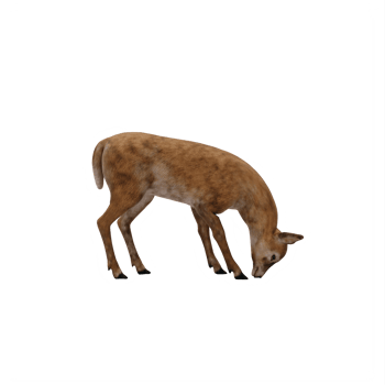 3d Doe isolated png