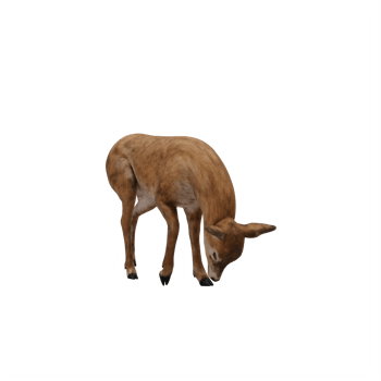3d Doe isolated png