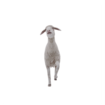 3d Domestic sheep isolated png
