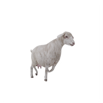 3d Domestic sheep isolated png