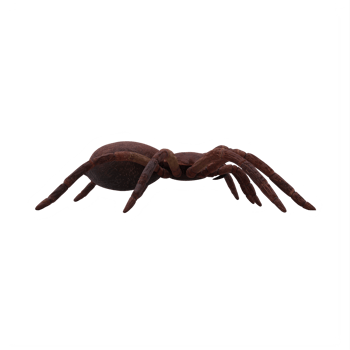 Goliath Birdeater Tarantula Theraphosa blondi png