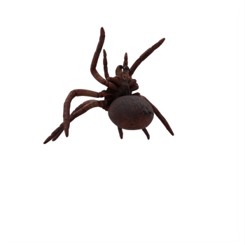 Goliath Birdeater Tarantula Theraphosa blondi png
