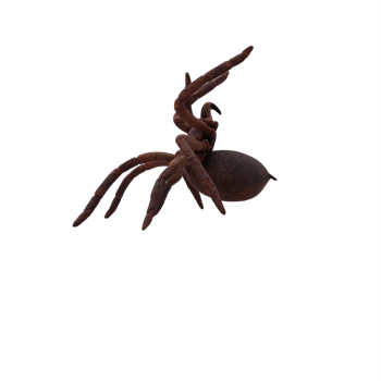 Goliath Birdeater Tarantula Theraphosa blondi png