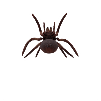 Goliath Birdeater Tarantula Theraphosa blondi png