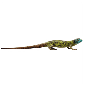 Green lizard isolated png
