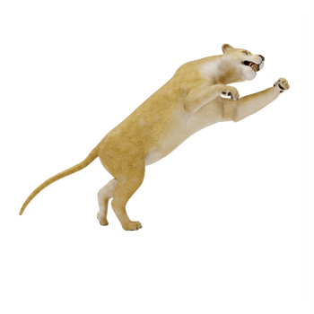 3d Lioness isolated png