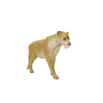 3d Lioness isolated png
