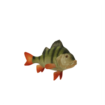 Perch fish isolated png
