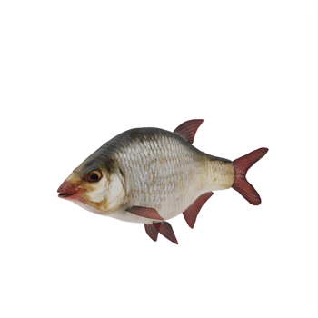 Redeye bass fish isolated png