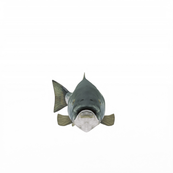 3d SALMON isolated png
